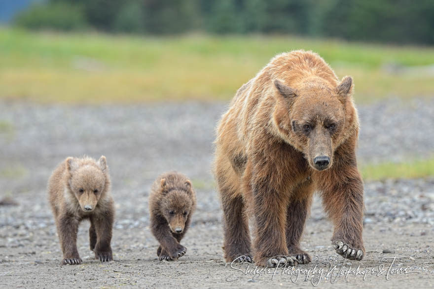http://www.shetzers.com/wp-content/uploads/2018/02/A-pair-of-bear-cubs-walk-alongside-mama-bear-20130802-175648-880x587.jpg
