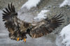 Juvenile Bald Eagle In Flight With Feather Detail Shetzers Photography