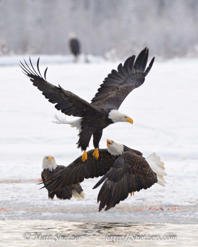 Bald Eagles make comeback from endangered list, remain protected