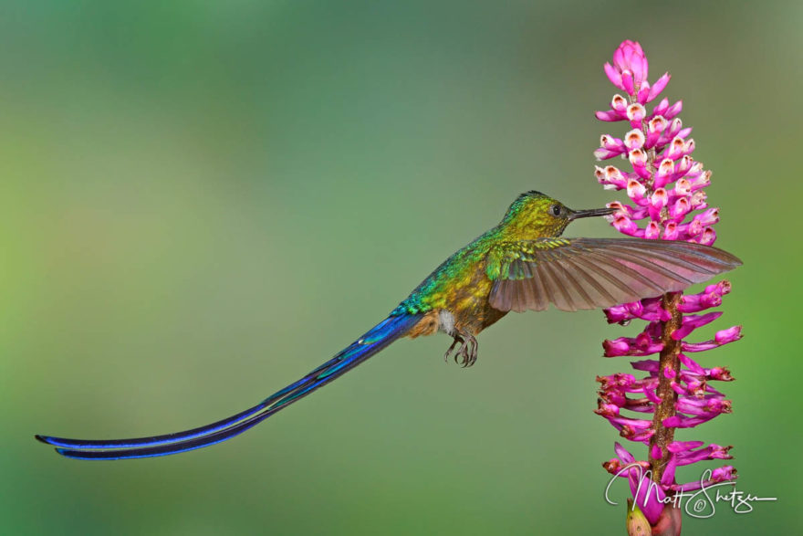 Violet-tailed Sylph hummingbird is one of the most beautiful hummingbirds