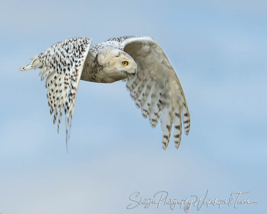Closeup of female snowy owl in flight - Shetzers Photography