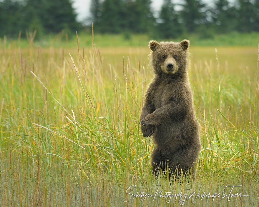 Cute Bear Cub Standing Upright - Shetzers Photography