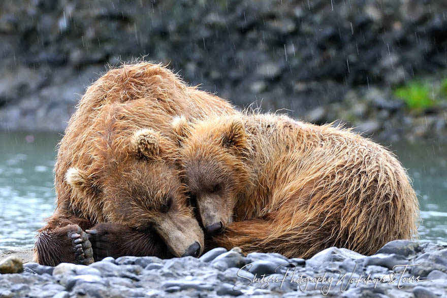 cuddly bears