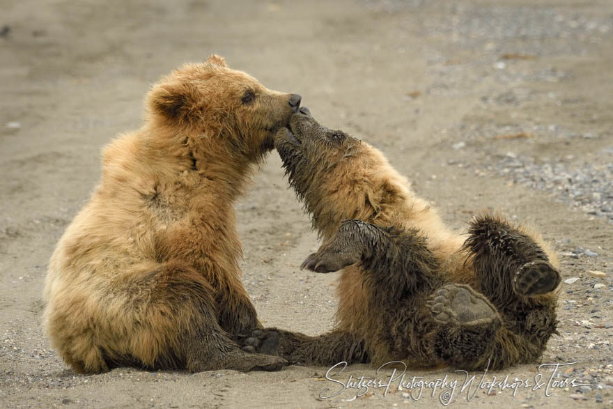 Two Cute Bear Cub Siblings - Shetzers Photography