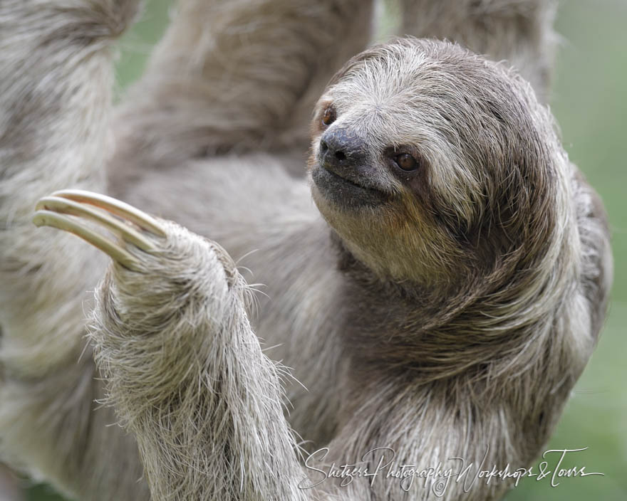 Wildlife Photography Of Three Toed Sloth Close Up In Costa Rica Shetzers Photography