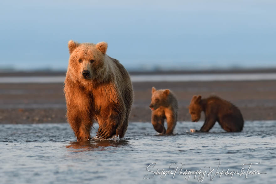 Brown Bear Cubs Following Mother - Shetzers Photography