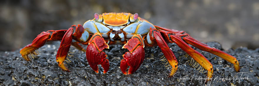 Sally Lightfoot crabs are one of the symbols of the Galapagos Islands, seen in great numbers on almost any shoreline in the archipelago.