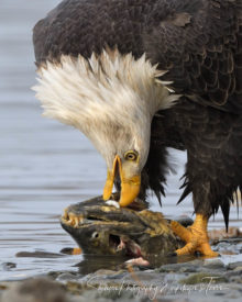 Bald Eagle Feasting on Salmon - Shetzers Photography