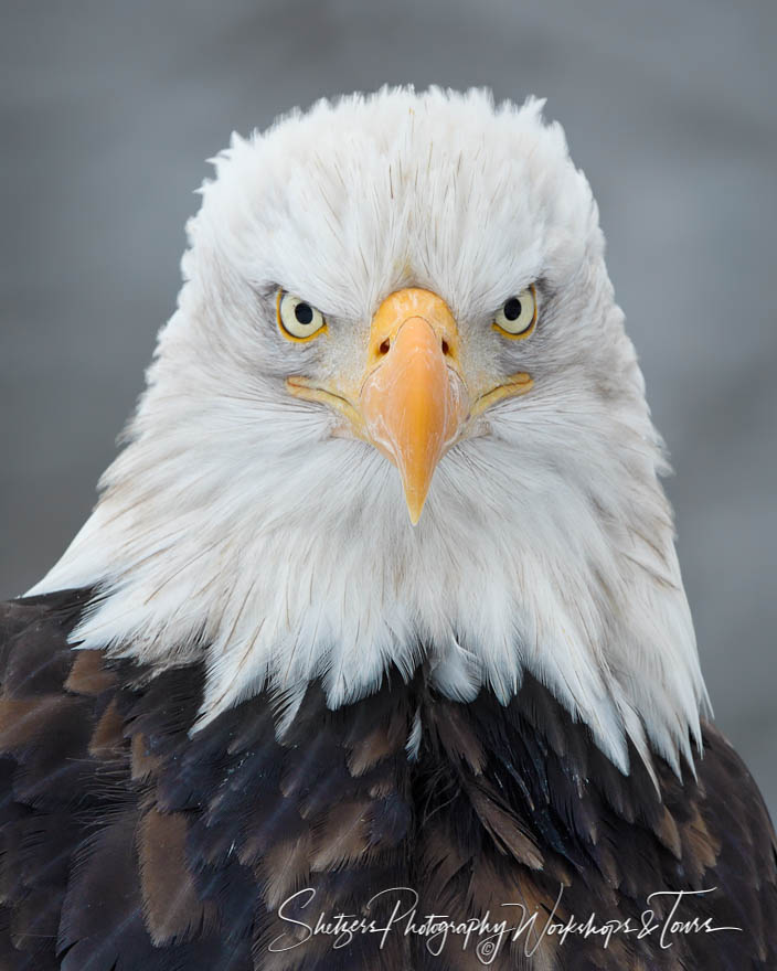 Bald Eagle Head On Photo - Shetzers Photography