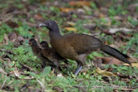 Chachalaca With Chicks - Shetzers Photography