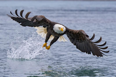 Bald-Eagle-Photo-Tour-Homer