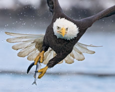 Bald Eagle Photo Workshops